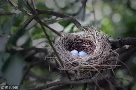 家裡鳥巢|【家裡有鳥築巢】鳥兒築巢有好兆頭？家裡發現鳥窩竟是財運來臨。